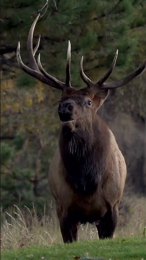 9 Expert Elk Hunting Tips for Public Land Hunters