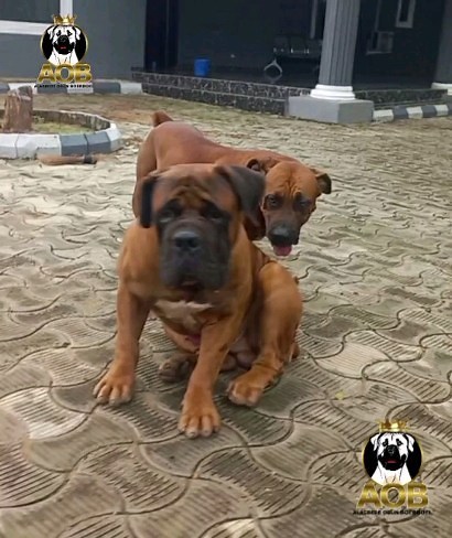 AOB Ceaser and AOB Gravel pay homage to Sultana and Saheim. | Alagbede Ogun Boerboels