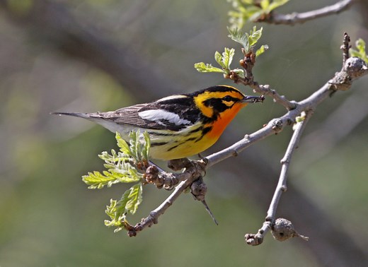 35 Species Of Warblers In South Carolina (ID, Song, Season Guide)
