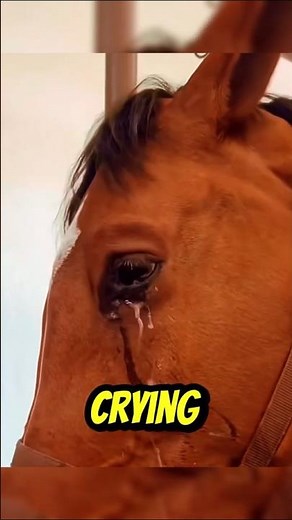 🐴 Why Does a Horse Cry? 🥺💧😍