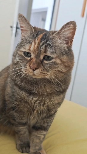 Adorable Cat Enjoying Breakfast Time | Cute Guangdang Cat Meme