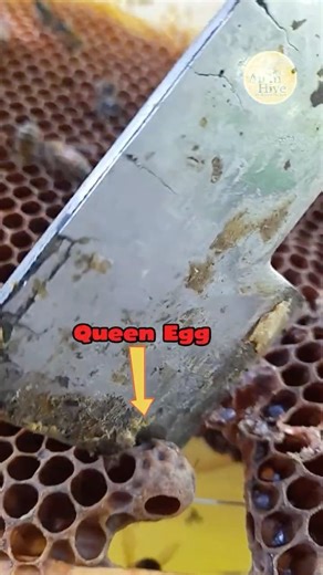 Why Beekeepers Split Hives Apart?