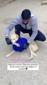 Life is better with dogs🐾♥️ You all will fall in love with dogs after watching this video ♥️🐾 | Animal Lovers Foundation