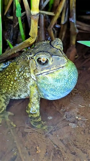 Toad Calls - Breeding Season