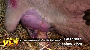 Michael has been struggling to help his ewe give birth. One of her lambs is stuck, and the worried farmer has called for help. But Julian’s in the dark - literally. It’s a night time call out and, needing to be there in two shakes of a lamb’s tail, he’s struggling to find his way to the farm. | The Yorkshire Vet