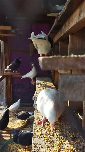 Urban Drip Check | This Pigeon is literally Slaying the sidewalk 💅 #shorts #kabootar #kabutar #drama