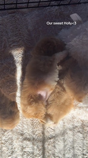 This sweet girl loves laying on her back and sun-bathing!! She is absolutly precious🥹 If you have any questions about her call me at 319-931-3033 or email me at tricia@denningfarms.com!! | Denning Farms Puppies