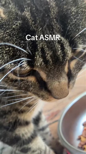 Cat ASMR: Relaxing Sounds for Cat Lovers