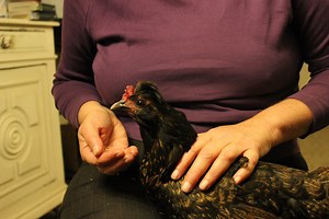 Why Do Hens Go Broody? Organic Poultry. an Holistic Approach to Brooding and Hatching Chicks. Part One