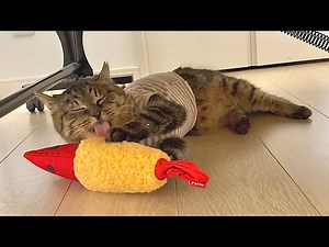 お迎えした保護猫に初めてぬいぐるみをプレゼントしたら…