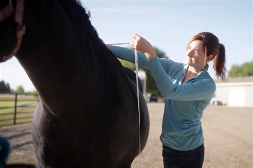 Ever wondered how tall your horse really is? Measuring a horse's height is simple with a weight or measuring tape! Here's how to measure your horse's height in hands. | My New Horse