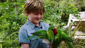Check Out These Friendly Rainbow Parrots as They Color the Skies of Australia