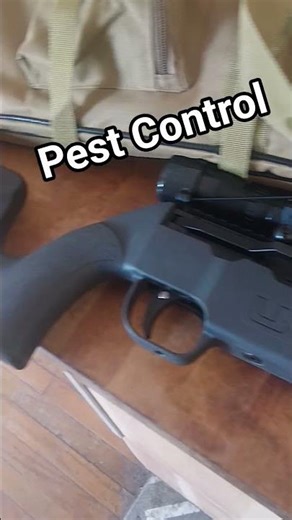 RATS!? Airgun for Pest Control??