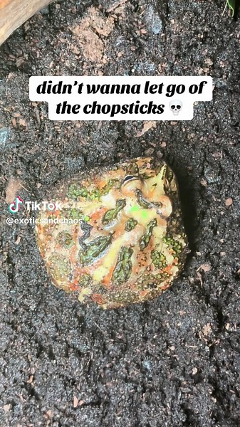 Pet Frog Behaviors: Fun Moments with Your Amphibian