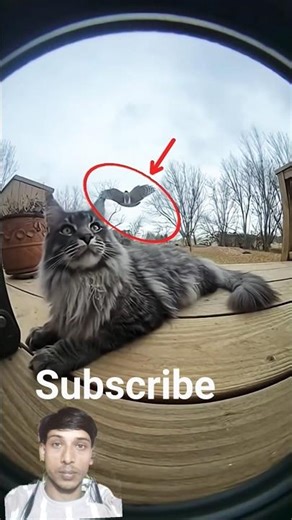 Mother Cat Fights Off Three Birds of Prey — Full Compilation (Security Footage) 🐈🦅🦉 #cat #animals