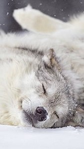 Wolves survive extreme cold thanks to double-layered fur (weatherproof guard hairs insulating undercoat) and a heat-saving vascular system in their paws that prevent freezing. These Yellowstone wolves taking a peaceful nap in the snow are a testament to that. These adaptations allow them to thrive in temperatures that would be lethal for most mammals. A wolf’s winter coat contains up to 3,000–4,000 hairs per square inch, forming one of the most efficient natural insulators found in any land carn
