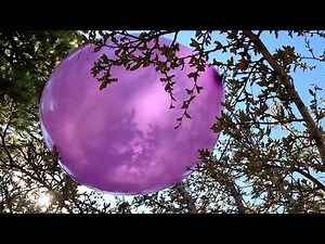 Purple 24 Inch Balloons in Trees, Forest Play to Pop 25