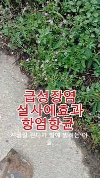 이질풀효능/현초 #개발초 #천연지사제 #설사에좋은약초