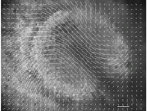 File:Modeling-Gastrulation-in-the-Chick-Embryo-Formation-of-the-Primitive-Streak-pone.0010571.s002.ogv - Wikimedia Commons