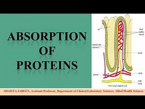 Absorption of Proteins in Small Intestine of GastroIntestinal Tract | Digestive System | Physiology