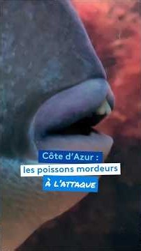Côte d'Azur : les poissons mordeurs à l'attaque