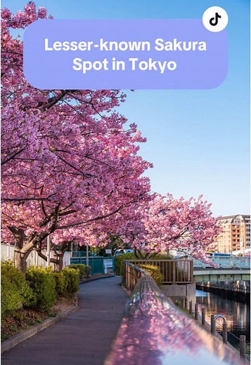 Discover Early-Blooming Cherry Blossoms in Tokyo
