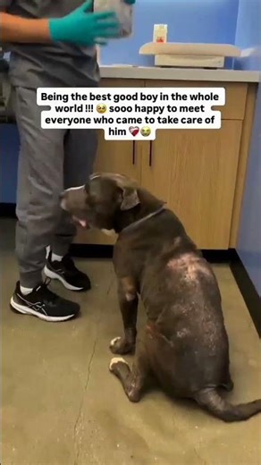 I know yall care about the dogs I help so here’s his vet #usa #uk #canada #germany #sad #rescuedog