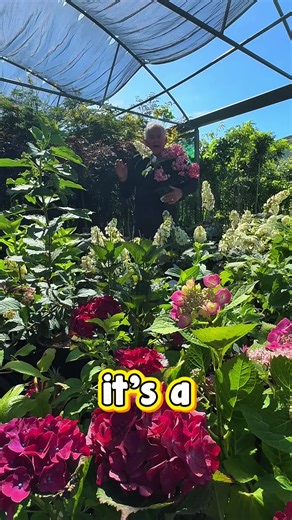 🌸𝓗𝔂𝓭𝓻𝓪𝓷𝓰𝓮𝓪𝓼 are officially back — now’s the moment!❤️‍🔥Our Holiday Garden Project Sale is on with over 100 hydrangeas, all 20% OFF — including stunning faves like Snow Queen. Lush, timeless, and perfect for summer gardens.👉𝗜𝗻-𝘀𝘁𝗼𝗿𝗲 only: https://www.thetutuguru.com.au/shop/hydrangea-quercifolia-prinsnow/ . #HydrangeaSale #HelloHelloPlants #AussieGardens #GardenInspo #SummerGarden #HydrangeaLove #PlantShopping #GardenDeals #InStoreOnly #FloweringShrubs #PlantLoversAustralia #G