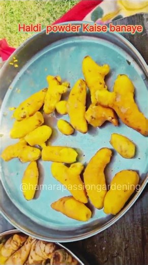 Haldi powder Kaise banaye #haldipowder #turmericpowder