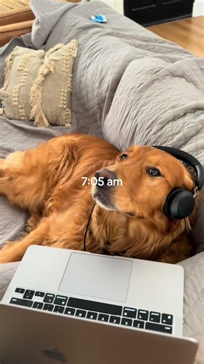 Morning Dog Routine: Setting Your Pup Up for Success