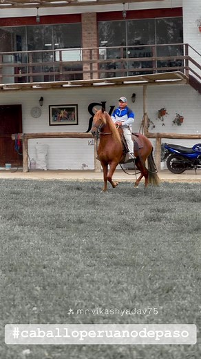 17K views · 632 reactions | Disfruta del andar de nuestro caballo peruano de paso ♥️♥️♥️♥️♥️♥️ | Peruvian Horse.TV+ | Facebook