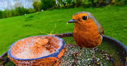 RSPB share their guide on bird feeders