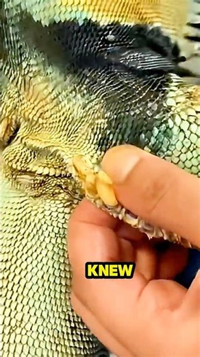 This Iguana Was Acting Aggressive… The Reason Was Hidden on Her Body. 😳🦎