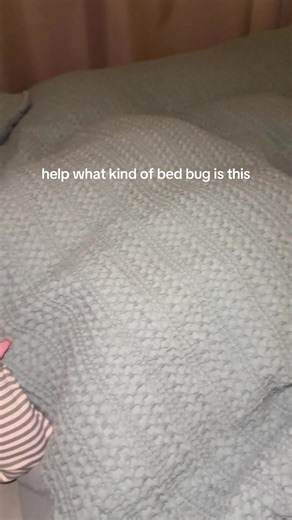 Understanding Bed Bug Types and Their Impact