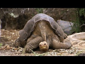 E497 世界上最后一只平塔岛象龟，孤独活了100多年，到死也没见到同类