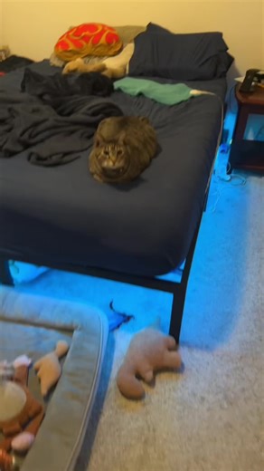 #cat #catsoftiktok | cat noises to attract