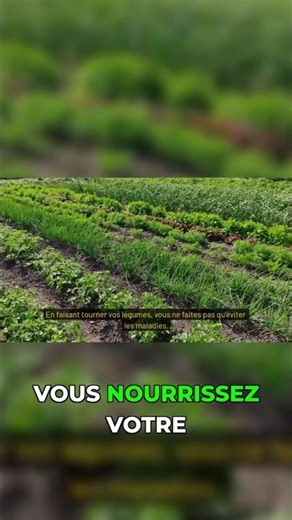 Triplez vos récoltes avec cette rotation simple #potager #technique