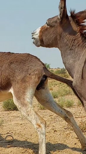 Donkey play around jungle life village...#donkey #shorts #entertainment #Dese #lifestyle #shorts #entertainment #Desert #virals #lifestyle #fun #reels #animal #funnyanimals #animallover #loveanimals #camels #village #villagelife #vlogs #nature #wildlife #crazy #petlover #amazingvideo #unitedkingdom2025 | donkey 1.0