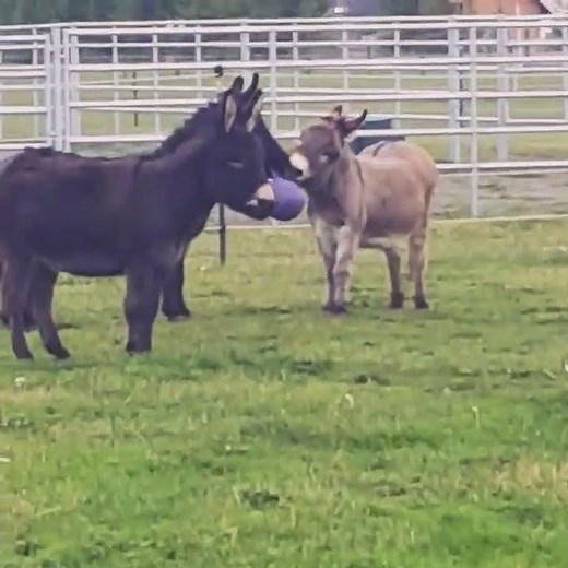 Miniature Donkeys Playing Tug With A Ball