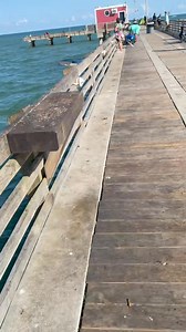 366K views · 3.2K reactions | We had some visitors a few minutes ago! #Jacks | Galveston Fishing Pier | Facebook