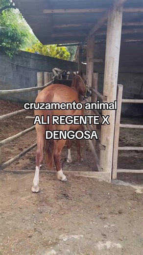 Cruzamento Animal: Mangalarga Marchador e Genética