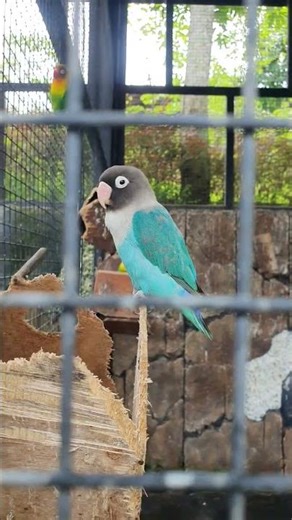 BURUNG PARKIT BIRU