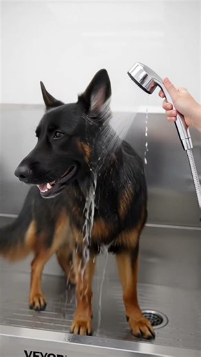 The EASIEST Way to Bathe a Huge Dog at Home! You Won't Believe It