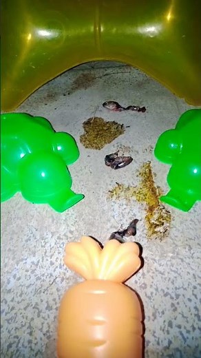 semut kecil dikelilingi mainan #shorts