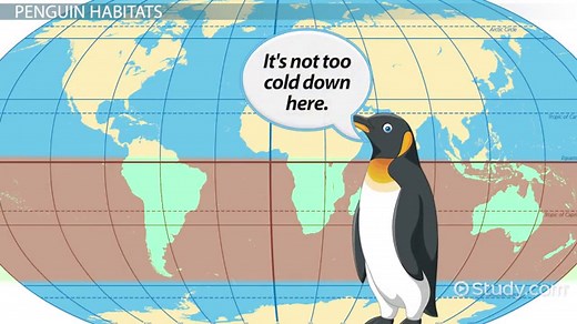 Where Do Penguins Live? - Lesson for Kids