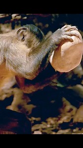 Capuchin monkeys demonstrate remarkable intelligence by using boulders to crack open nuts, a skill that requires precision and strength. Young capuchins learn this technique by observing and mimicking their parents, highlighting their ability to pass down knowledge through generations. #education #fyp #reels #animals #wildwonders #capuchin | WildWonders