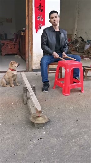 The two-month-old little yellow bean came over to ask for food right after the show😂 #shorts