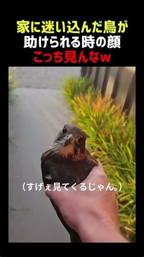家に迷い込んだ鳥 助けた結果→「すげぇ見てくるじゃん」