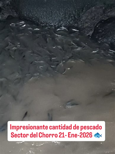 🌊🐟 Un espectáculo natural que impresiona Es impactante la gran cantidad de peces que se asoman en las aguas del río Magdalena durante la época de subienda. Los alevines, desafiando los rápidos, protagonizan un fenómeno natural único, reflejo de la fuerza, la vida y el ciclo natural de nuestro río. Una escena que solo se vive en esta temporada y que nos recuerda la riqueza y biodiversidad de nuestro territorio. 💙🌿 #Subienda #pescadores #FenómenoNatural #fish #pesca