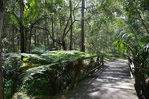 Cornubia Forest Park Shailer Park | Must Do Brisbane